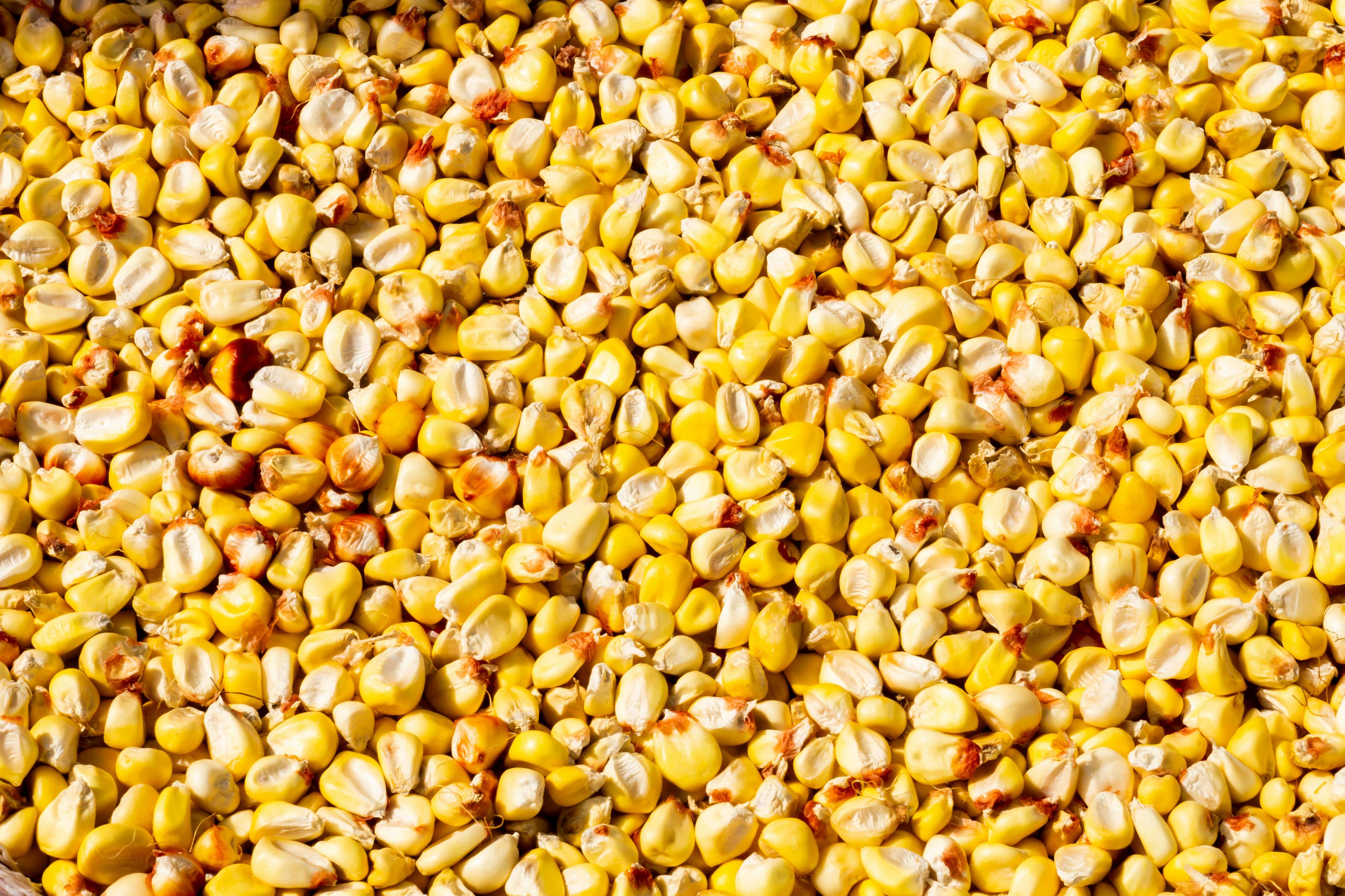 Seeds